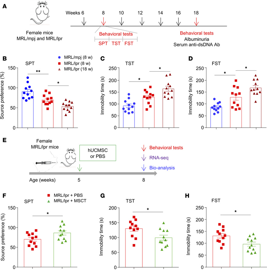 MSCT alleviates depression in MRL/lpr mice.
(A) Timeline of the experime...