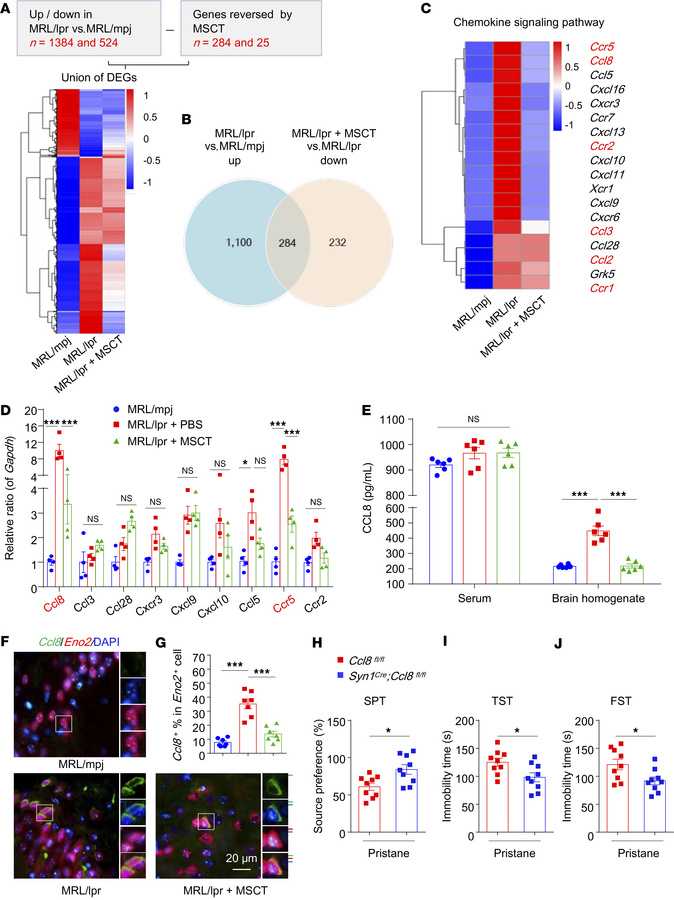 MSCT inhibits microglial apposition and synaptic stripping by targeting ...