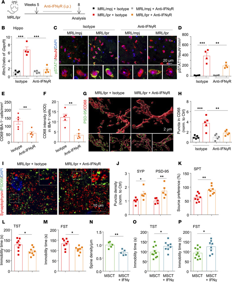 Blockage of IFN-γ signaling rescues depression phenotypes in MRL/lpr mic...