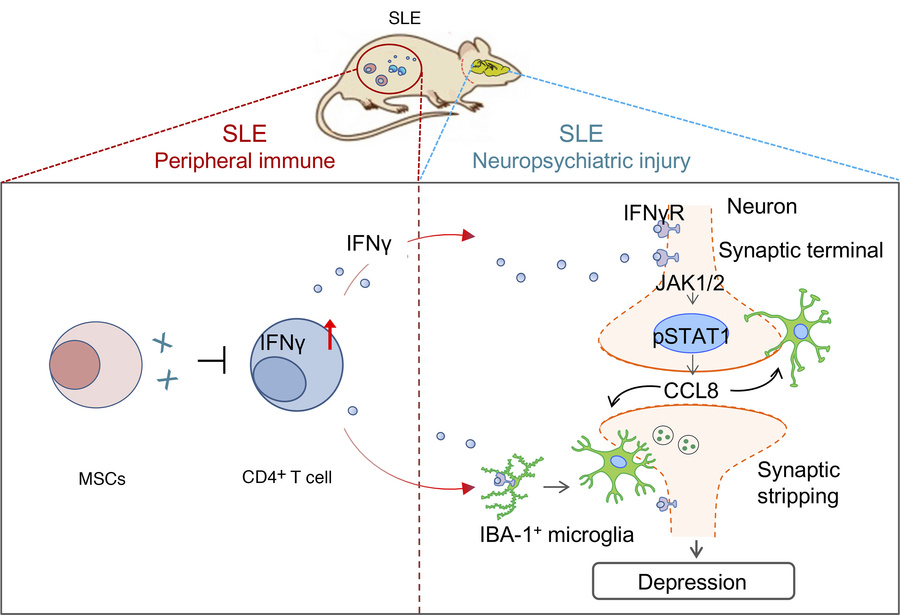 Graphical abstract.
Schematic diagram of the mechanism by which MSCs inh...