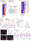 MSCT inhibits microglial apposition and synaptic stripping by targeting neu