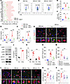IFN-γ/JAK/STAT1 signaling contributes to MSCT-mediated improvements in neur