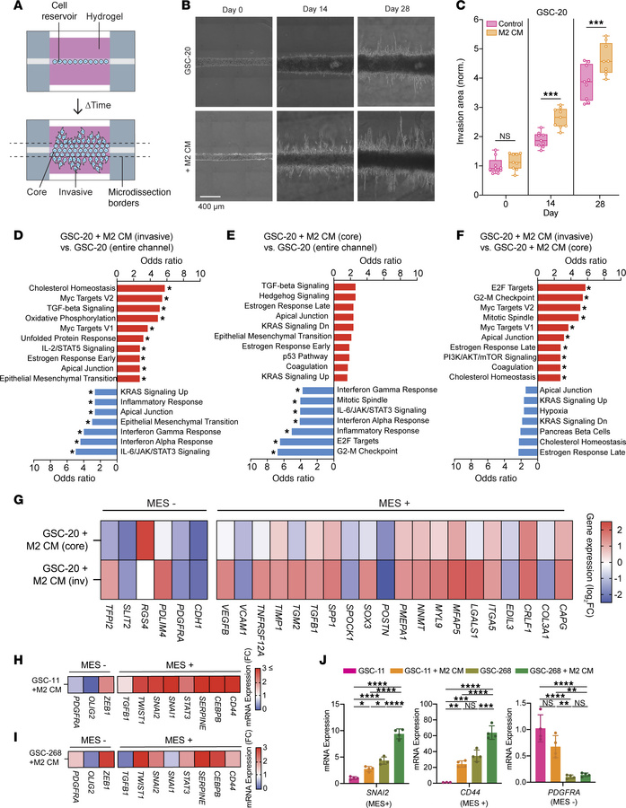 GSC transcriptional changes induced by M2 CM–mediated invasion.
(A) Sche...