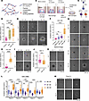 An engineered biomaterials platform to enable investigation of GBM-macropha