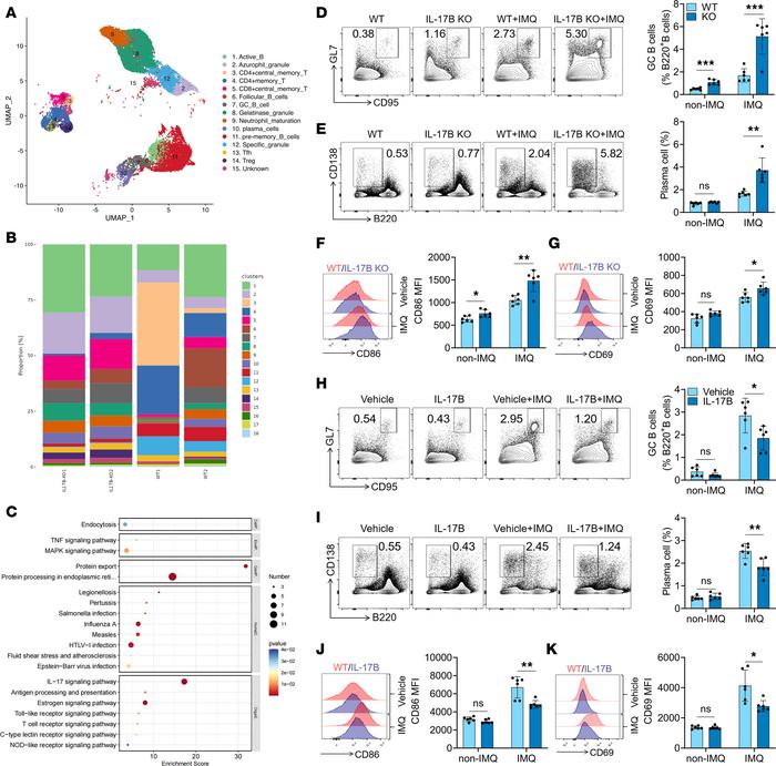 IL-17B represses B cell activation and differentiation in vivo.
(A) Unif...