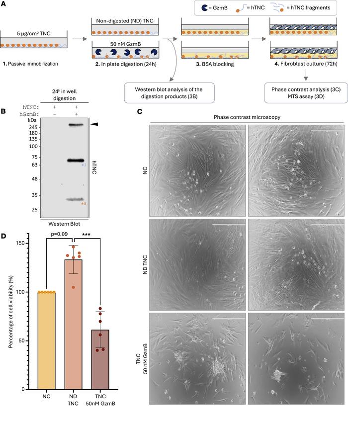 GzmB cleaves TNC substratum to impair fibroblast spreading and viability...