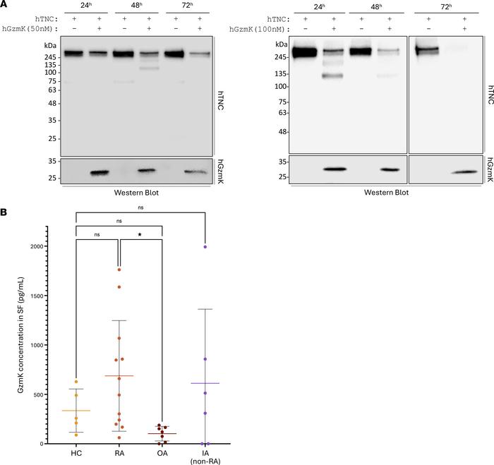GzmK cleaves TNC in vitro, but the generated fragments do not match thos...