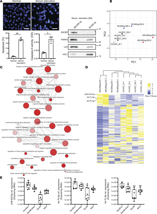 Specific microRNA signature of apoptotic exosome-like vesicles (ApoExos)...