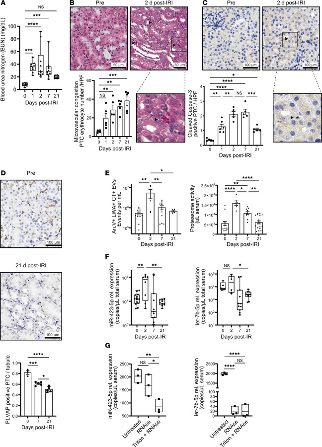 Assessment of renal injury, circulating extracellular vesicles, and circ...