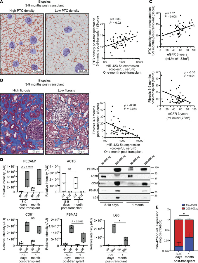 miR-423-5p serum levels predict microvascular rarefaction and fibrosis i...
