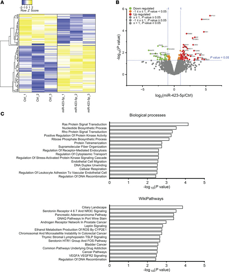 Expression of miR-423-5p drives a distinct protein signature in endothel...