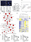 Specific microRNA signature of apoptotic exosome-like vesicles (ApoExos).