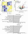 Expression of miR-423-5p drives a distinct protein signature in endothelial
