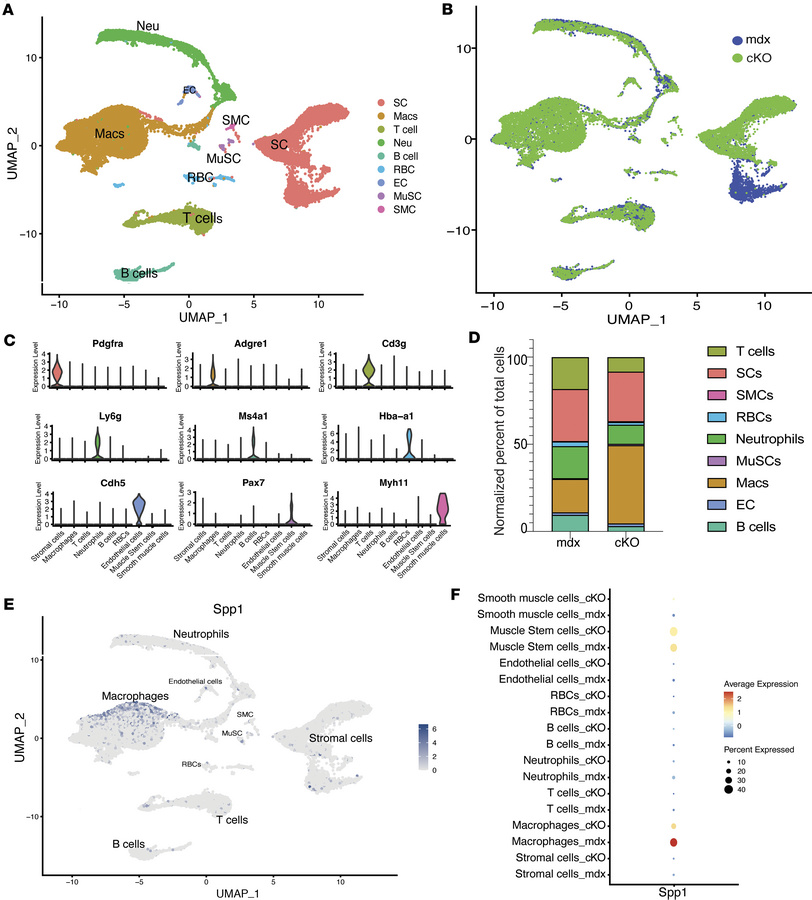 scRNAseq of muscle-infiltrating mononuclear cells suggests cross talk be...