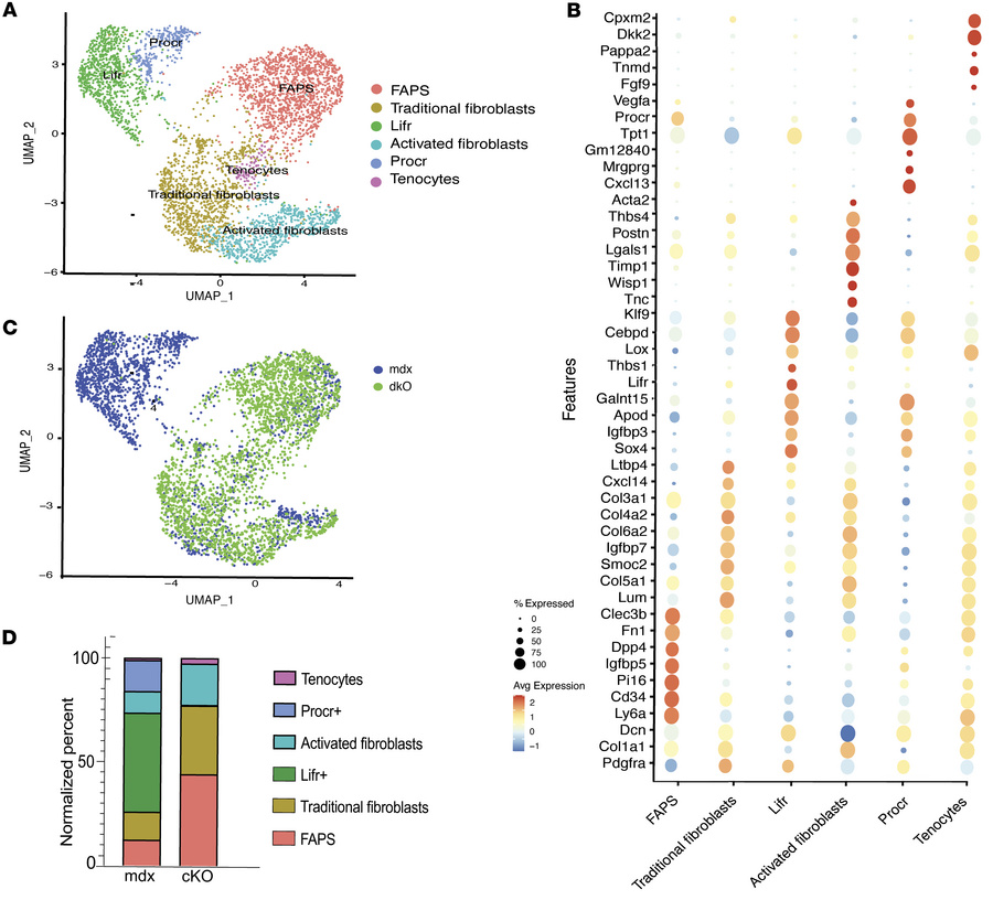 Stromal cell subclustering reveals reduction of 2 stromal cell subpopula...