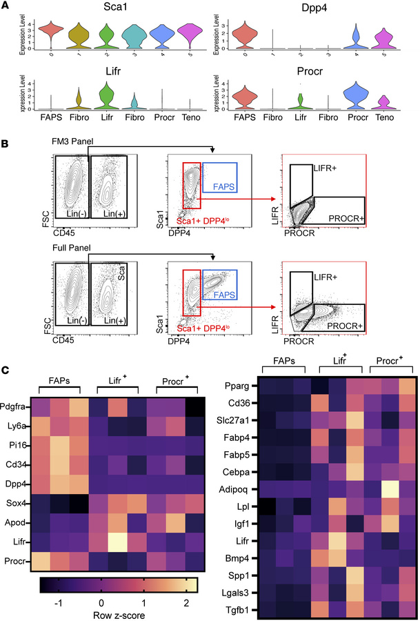 Sorted Lifr+ and Procr+ stromal cells demonstrate an enhanced adipogenic...