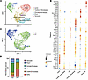 Stromal cell subclustering reveals reduction of 2 stromal cell subpopulatio