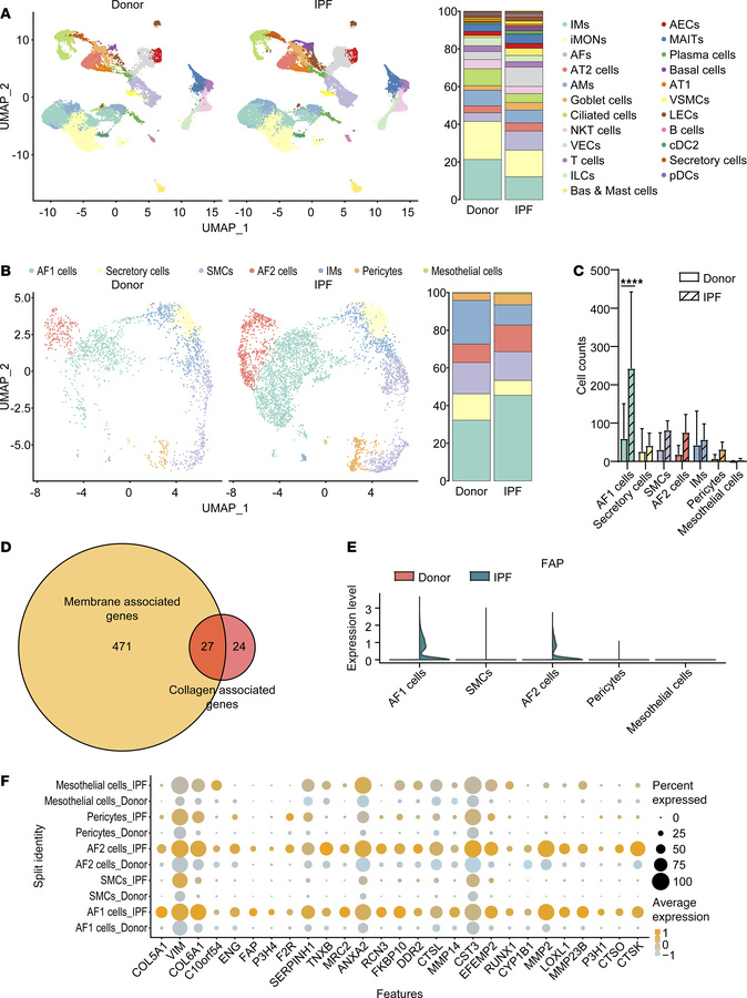 FAP1+ AF cells are the main collagen producers in IPF.
(A) UMAP of scRNA...