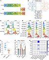 Generation and characterization of FAP1-specific CAR-cTregs.