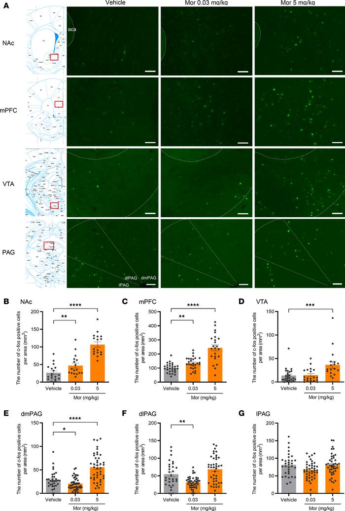 Brain area–specific activation by systemic morphine administration in mi...