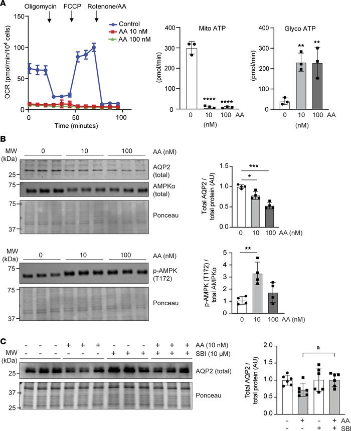 Inhibition of mt complex III decreases AQP2 expression in cultured CD ce...