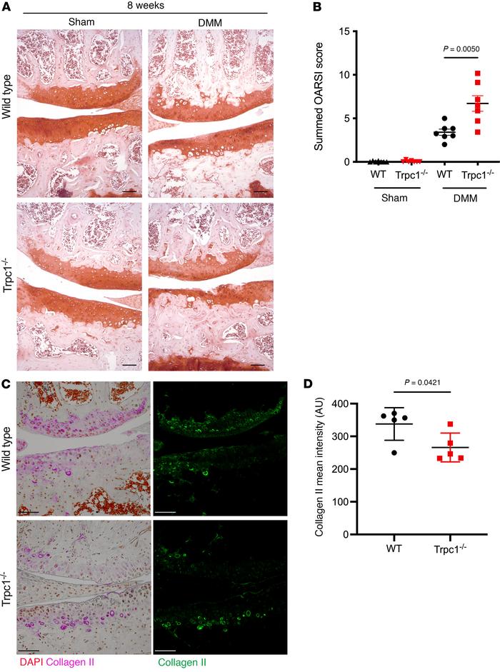 Assessment of articular cartilage phenotype 8 weeks after surgery (sham ...