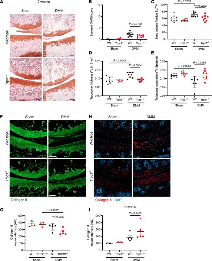 Assessment of early cartilage and subchondral bone changes 2 weeks after...