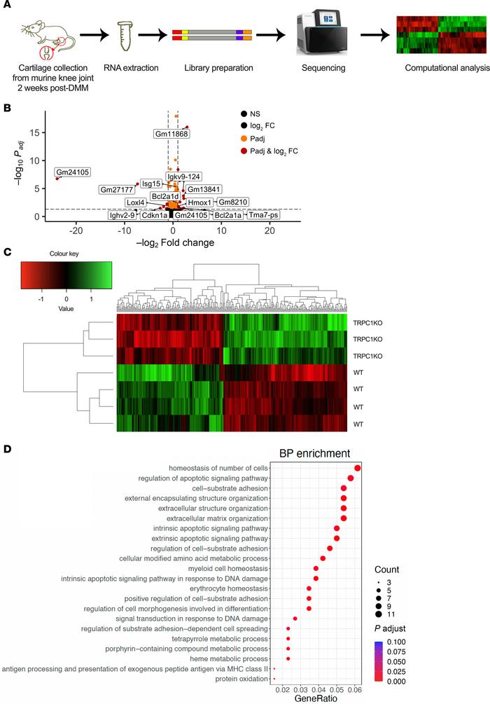 RNA expression profiles show an altered response to DMM in cartilage and...