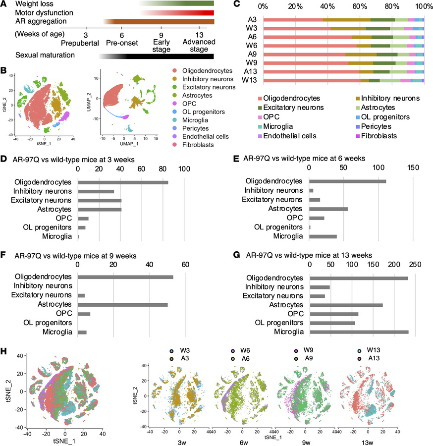 SnRNA-Seq of the spinal cords from AR-97Q and wild-type mice reveals cel...