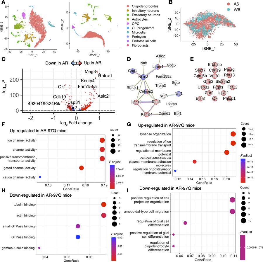 Genes associated with synaptic activity are upregulated at 6 weeks in AR...