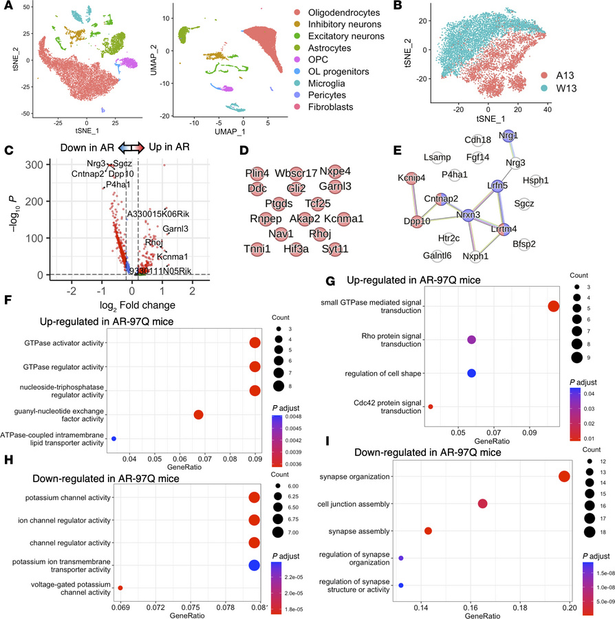 Genes associated with synaptic activity are downregulated at 13 weeks in...
