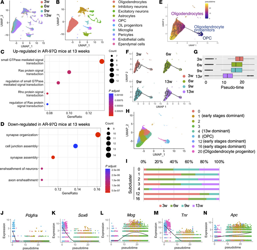Transcriptional changes in oligodendrocytes according to disease stage.
...