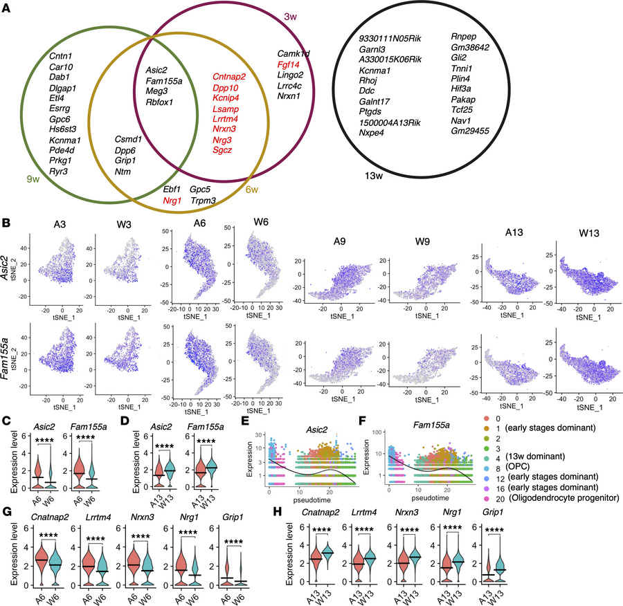 Top 20 DEGs in the oligodendrocytes of AR-97Q mice and wild-type mice in...