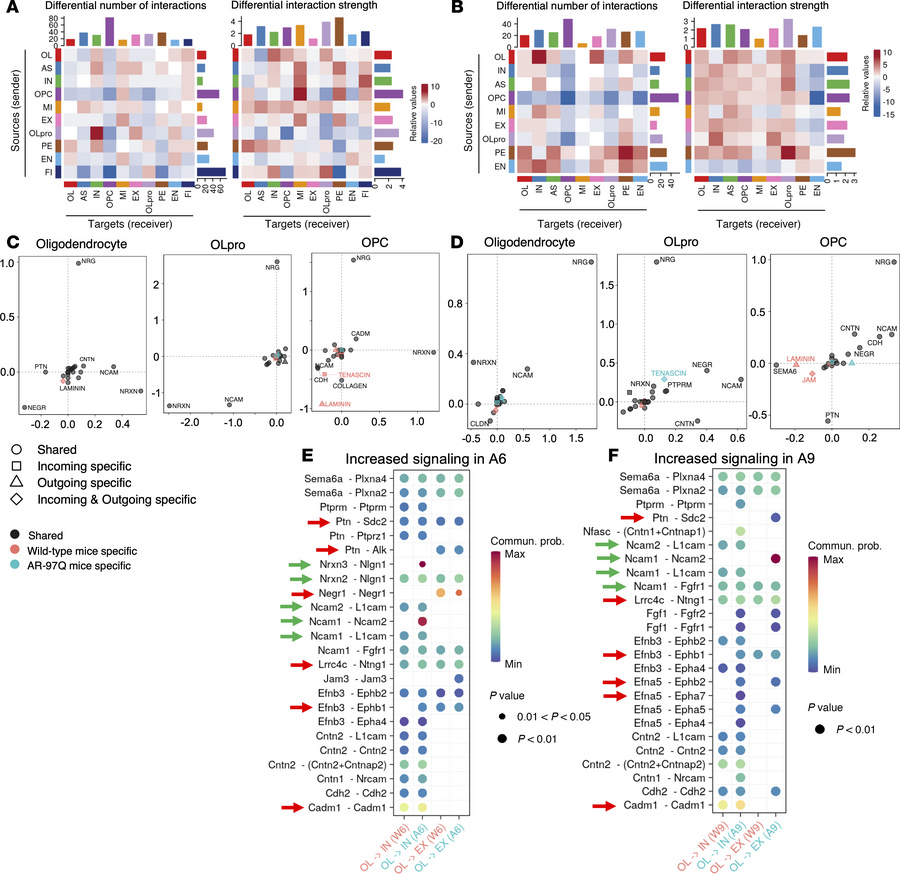 Interaction strength between oligodendrocytes and neurons is elevated in...