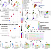 Transcriptional changes in oligodendrocytes according to disease stage.