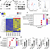 Oligodendrocyte cell model reflects the early pathogenesis of SBMA.