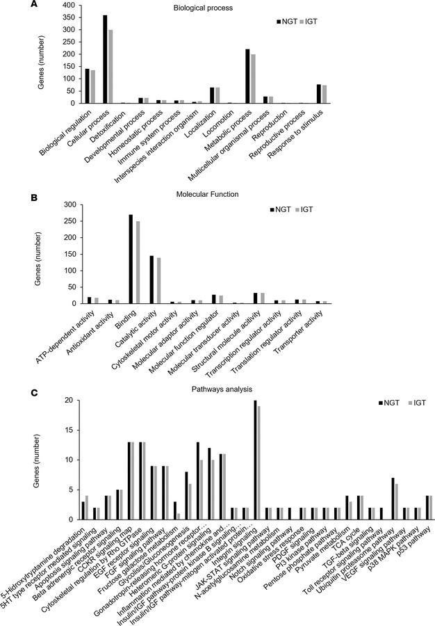Gene ontology enrichment for differential genes between NGT islets and I...