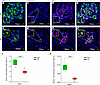 IQGA1 expression in pancreatic islets from patients with NGT and IGT.