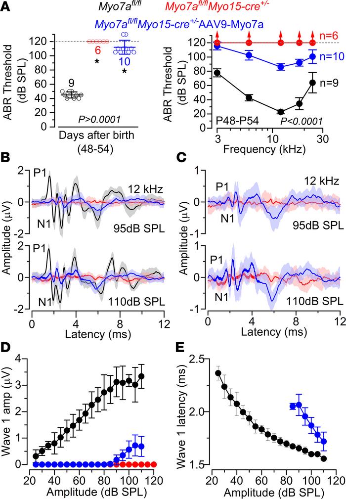 Auditory brainstem response thresholds partially recover in Myo7afl/fl M...