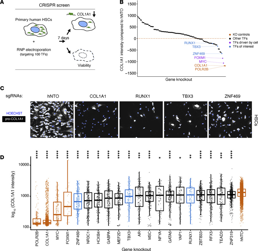 CRISPR loss-of-function screen identifies transcriptional regulators of ...