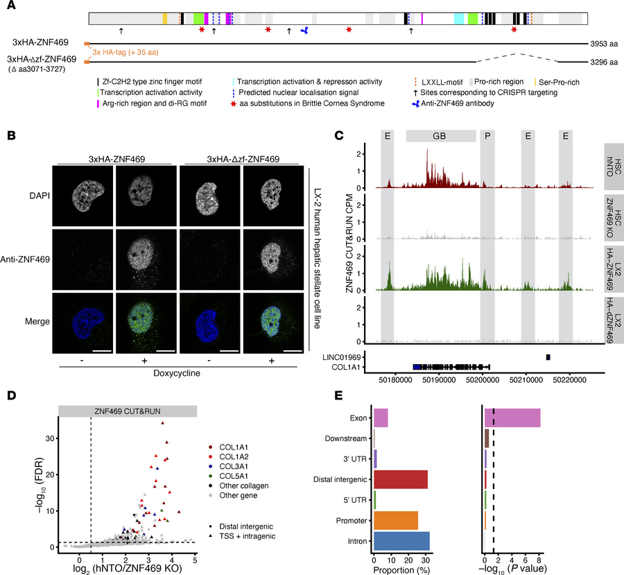 ZNF469 is enriched at extracellular matrix–related genomic sites.
(A) Sc...