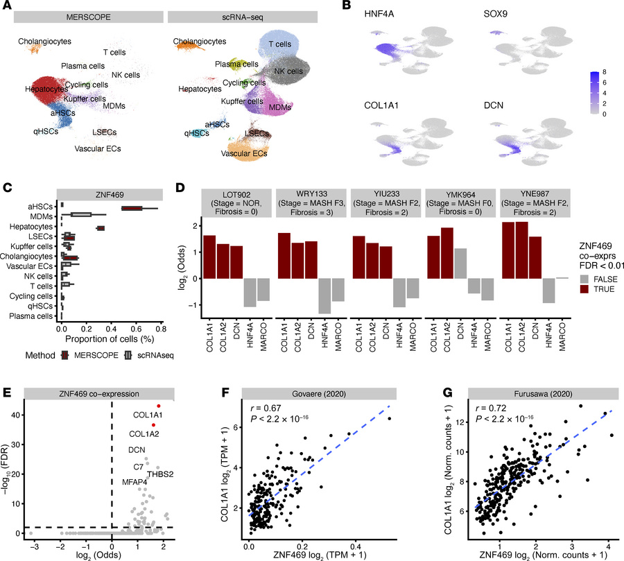 ZNF469 expression correlates with collagen production in HSCs in human M...