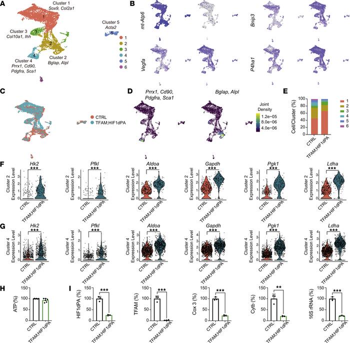 HIF1dpA enhances expression of glycolytic enzymes and restores ATP level...