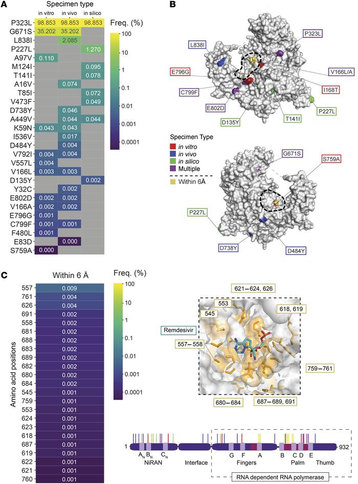 Frequency and position of nsp12 mutations previously implicated in remde...