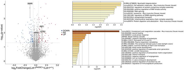 DIA proteome analysis of LVs from Lztr1R409C/+ and Lztr1+/+ mice at 12 w...
