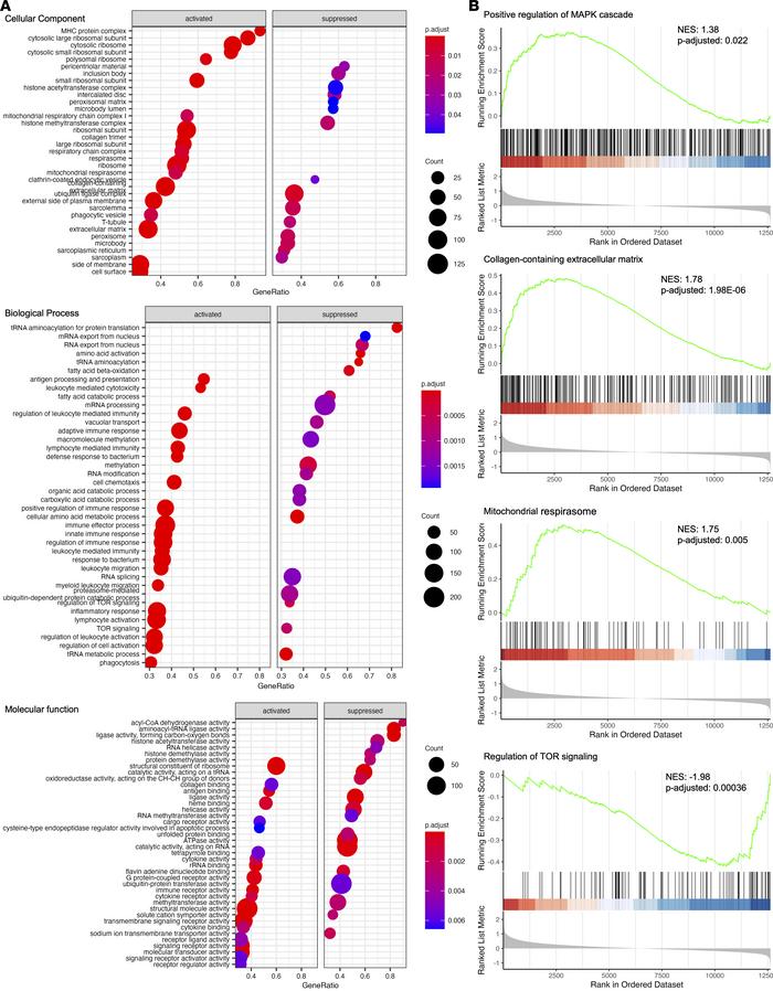 mRNA-Seq demonstrates that autosomal dominant LZTR1 mutant induced the a...