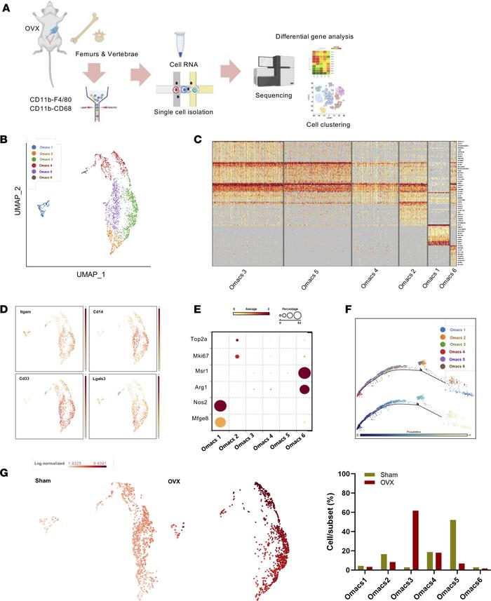 Transcriptional heterogeneity of Omacs and changes in subsets in postmen...