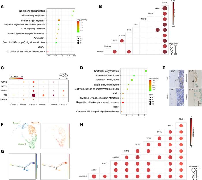 Identification of a major subset of Omacs associated with postmenopausal...