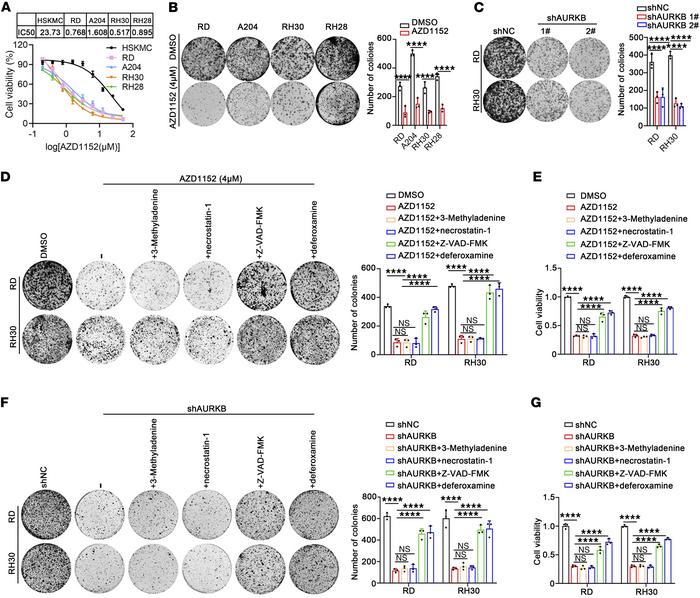 AURKB inhibition exerted an anticancer effect in RMS cell lines.
(A) Cel...