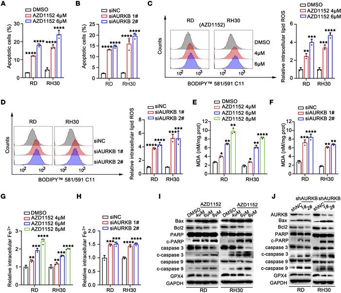 AURKB inhibition induced apoptosis and ferroptosis in RMS cell lines.
(A...
